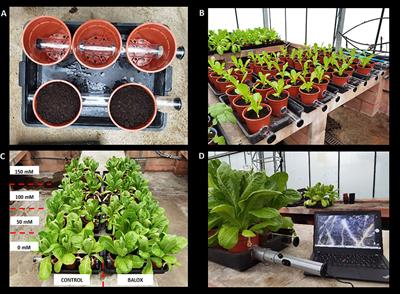 Mitigation of salt stress in lettuce by a biostimulant that protects the root absorption zone and improves biochemical responses